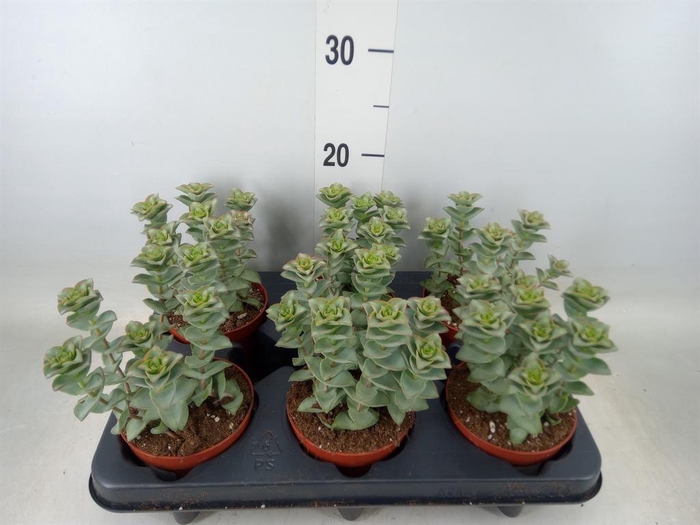 <h4>Crassula perforata 'Giant Form'</h4>