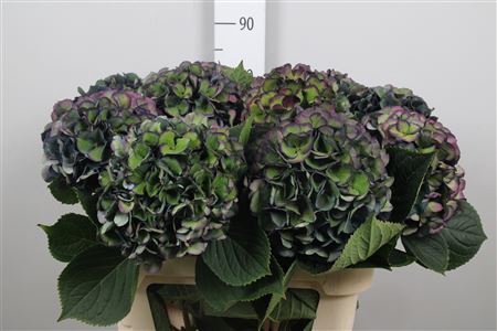 <h4>Hydr Cl M Royal King</h4>