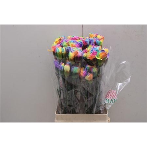 Di St Tinted Rainbow 1701