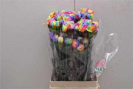 <h4>Di St Tinted Rainbow 1701</h4>