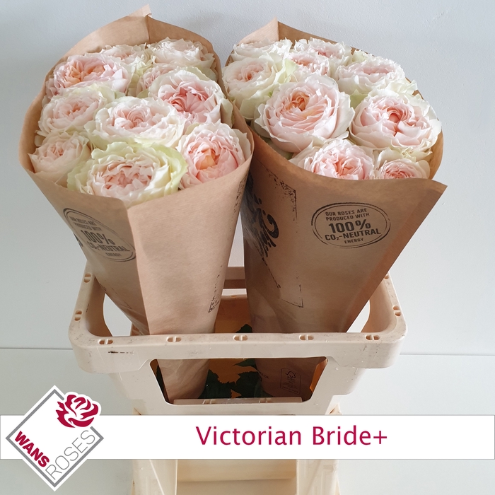 <h4>R GR VICTORIA BRIDE+</h4>