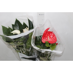 ANTHURIUM VARIADO P17