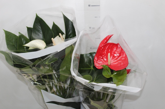 <h4>ANTHURIUM VARIADO P17</h4>