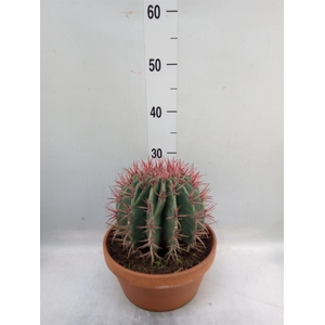 Ferocactus pilosus