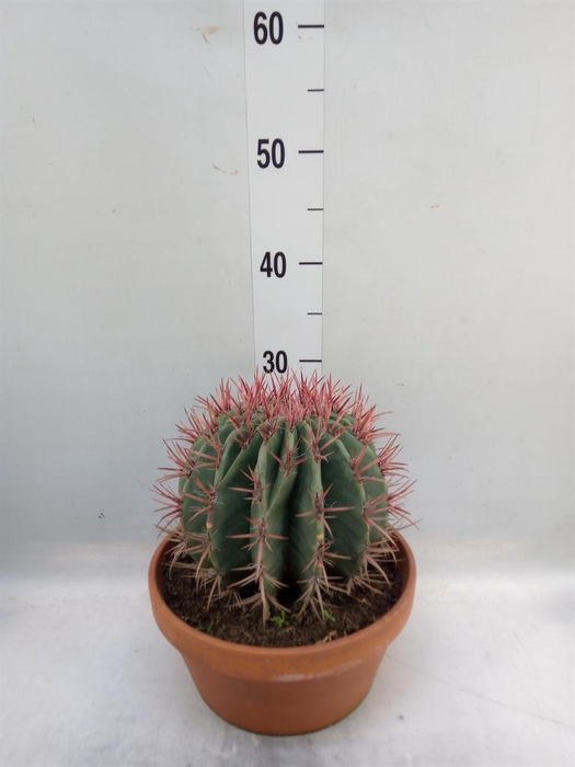 <h4>Ferocactus pilosus</h4>