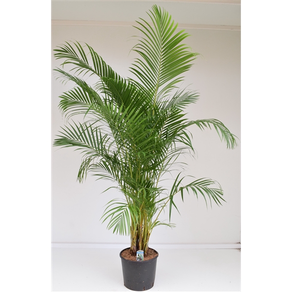 <h4>Dypsis lutescens P30 H190</h4>