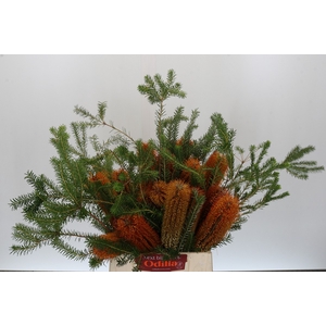 Banksia Ericifolia