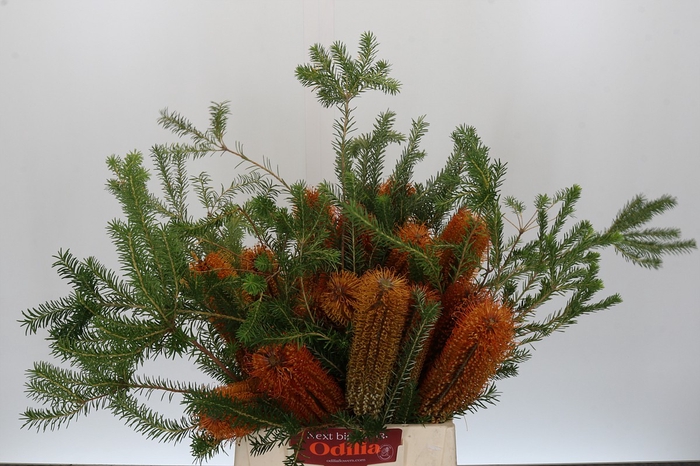 <h4>Banksia Ericifolia</h4>