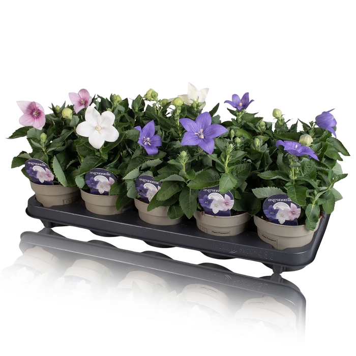 <h4>Platycodon grandiflorus gemengd</h4>
