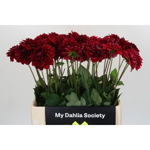 Dahlia Red Runner
