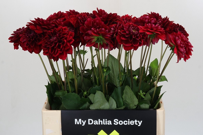 <h4>Dahlia Red Runner</h4>