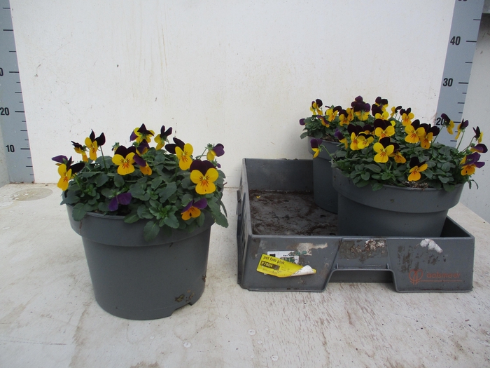 <h4>VIO CO END YELL+RED</h4>