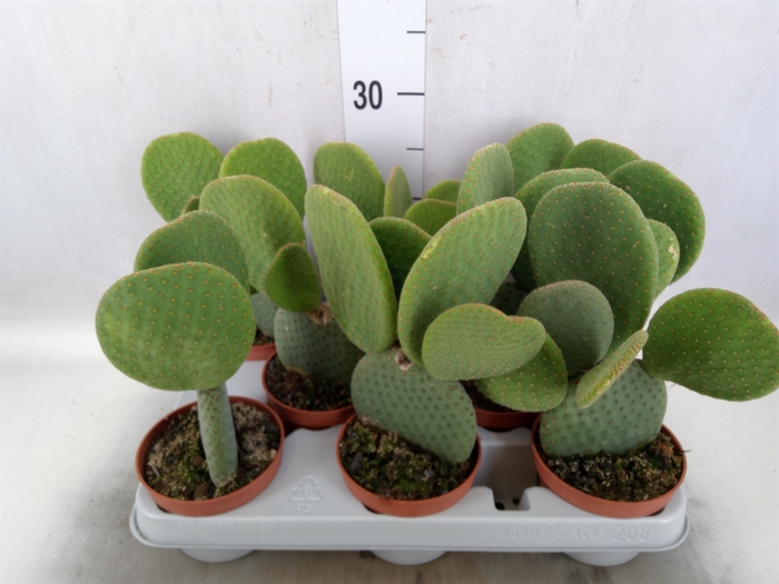 Opuntia