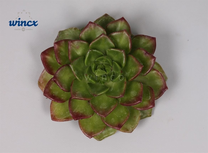 <h4>Echeveria Affinus (red) Cutflower</h4>