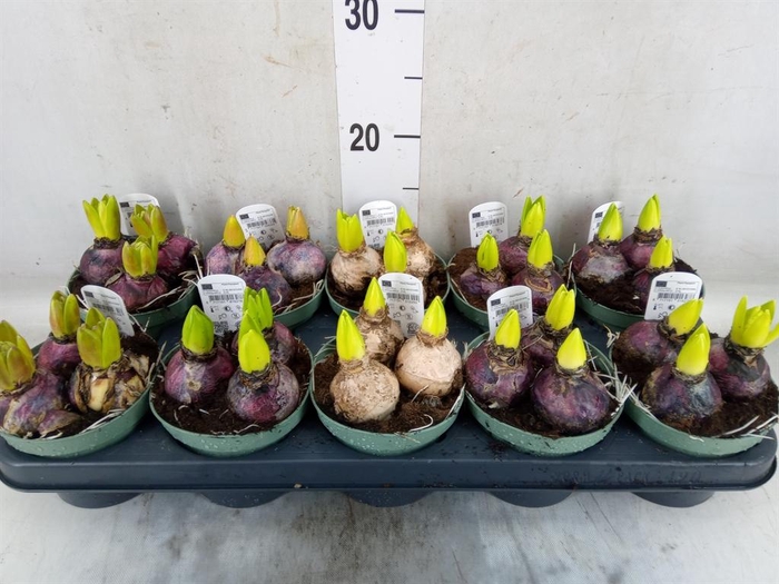 <h4>Hyacinthus orie.   ...mix</h4>