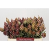 Kaaps Groen Plumosum Rubrum