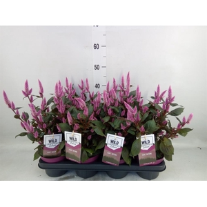 Celosia spic. 'Wild Pink'