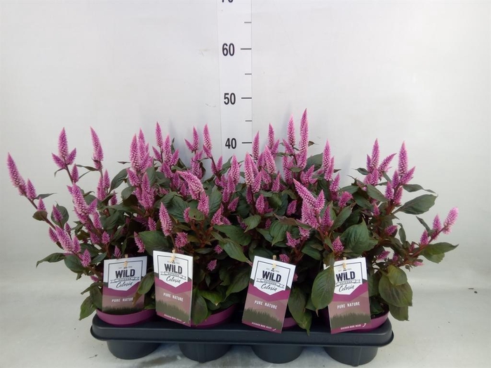 Celosia spic. 'Wild Pink'