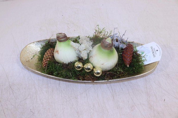 <h4>ARR HIPPEASTRUM</h4>