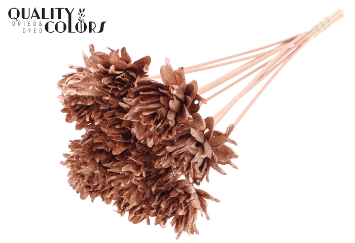 Shola Slice Pine 6cm on stem Copper