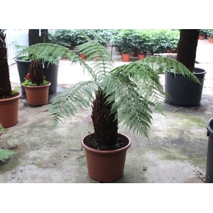 Dicksonia antarctica