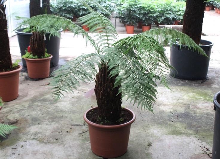 <h4>Dicksonia antarctica</h4>