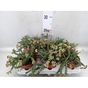 Crassula marnieriana