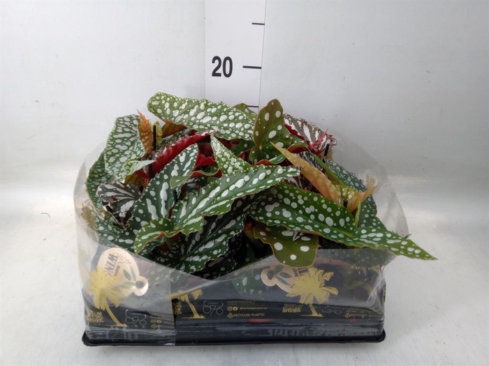 <h4>Begonia BD   ...</h4>