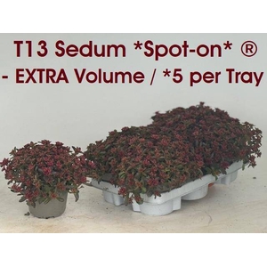 SEDUM SPOT ON P13