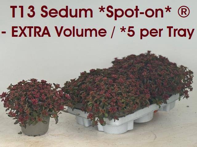 <h4>SEDUM SPOT ON P13</h4>