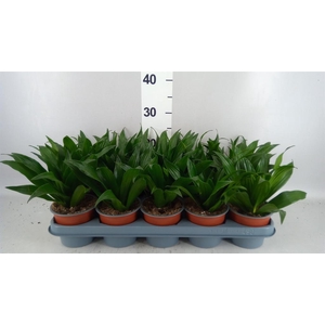 Dracaena frag. 'Compacta'