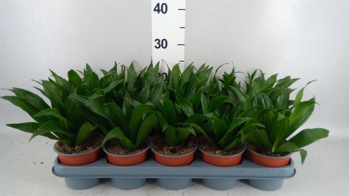 <h4>Dracaena frag. 'Compacta'</h4>