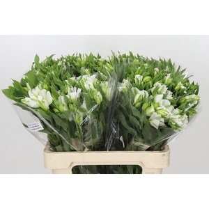 Alstroemeria Florinca Charmelia White