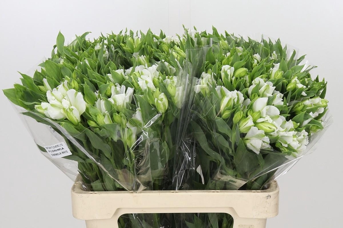 <h4>Alstroemeria Florinca Charmelia White</h4>