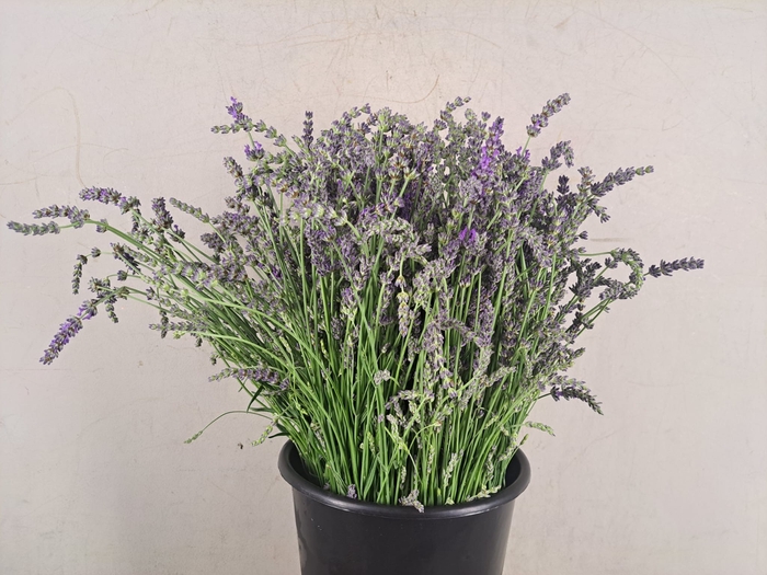 <h4>LAVANDULA OFFICINALIS</h4>