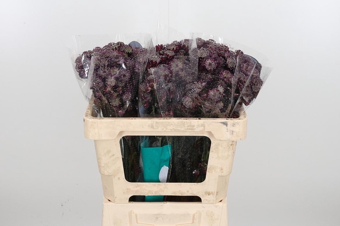 <h4>Astr Star Of Love</h4>