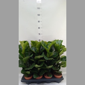 Ficus lyrata 'Bambino'