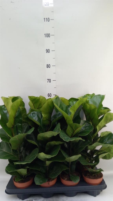 <h4>Ficus lyrata 'Bambino'</h4>
