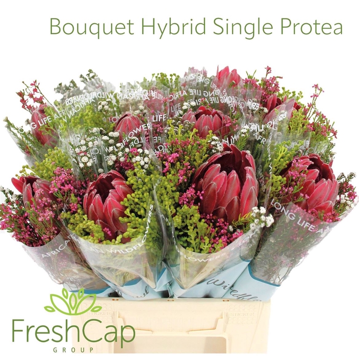 <h4>Bouquet Hybrid Single Protea</h4>