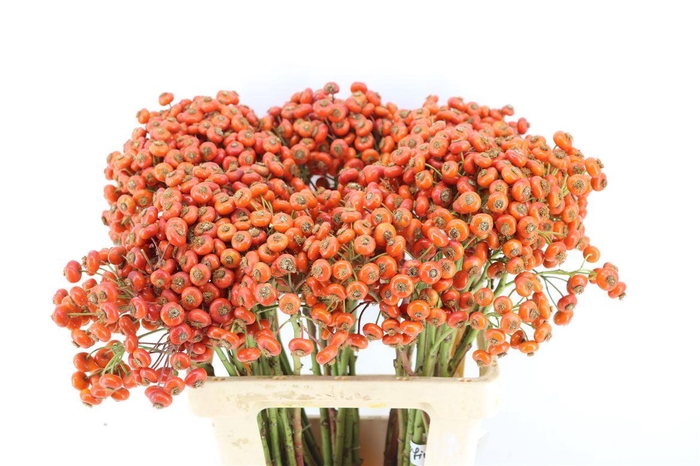 <h4>Rosa Magical Delight 60cm</h4>