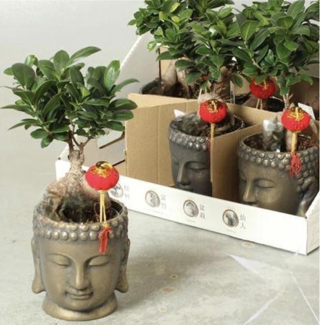 <h4>Fic Mi Ginseng</h4>