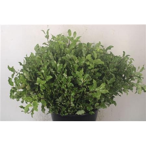 Pittosporum Green Per Bunch