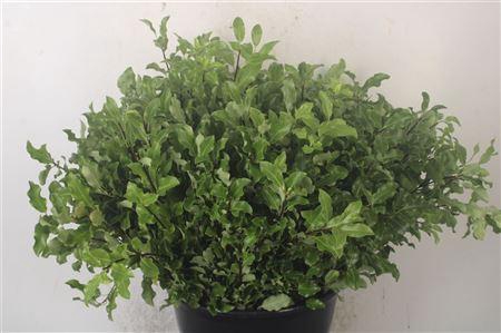 Pittosporum Green Per Bunch