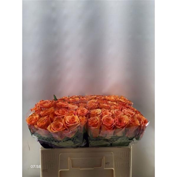 <h4>R Gr Maxima</h4>