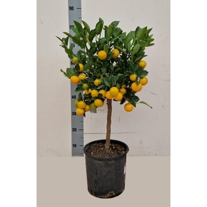 Citr Microcarpa
