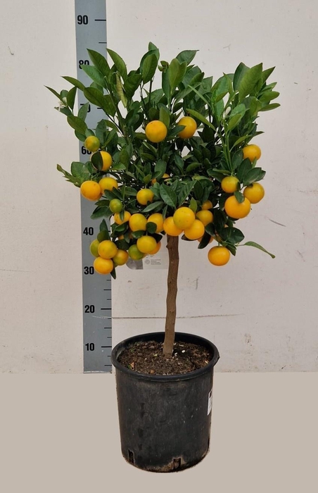 <h4>Citr Microcarpa</h4>