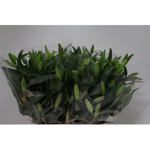 Lelie Oriental Aqua X Tr Profundo