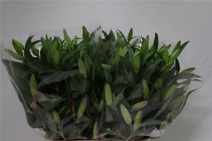 <h4>Lelie Oriental Aqua X Tr Profundo</h4>