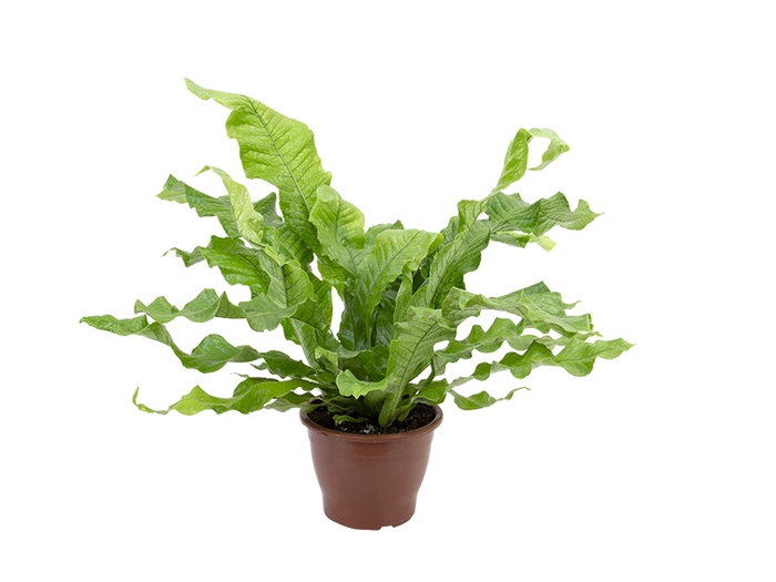 <h4>ASPLENIUM CROCODILO P19</h4>