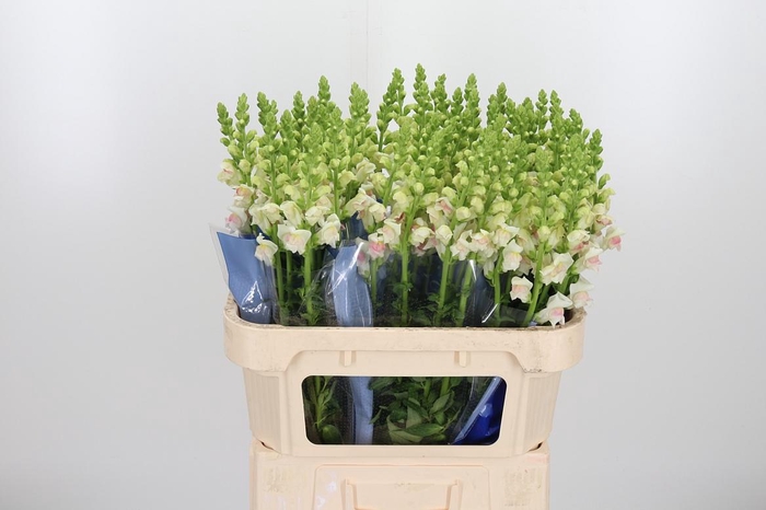 <h4>Antirrhinum Op Appleblossom</h4>